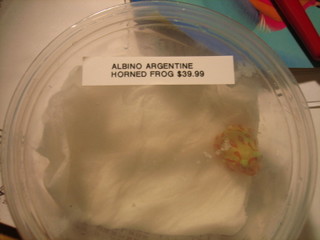 baby albino