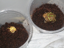 My 2 Baby pacman