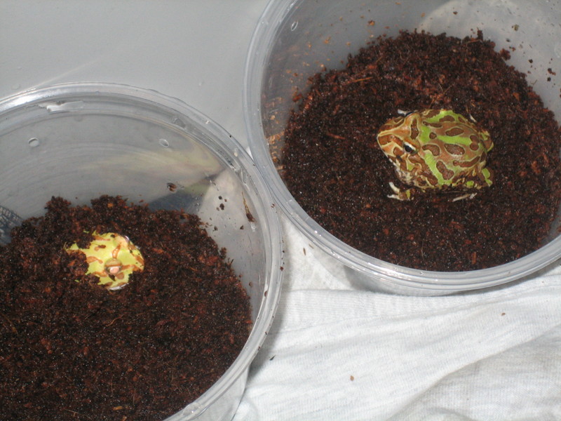 My 2 Baby pacman