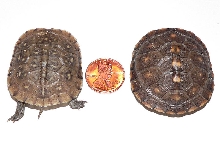 Hatchlings - 3 toed left eastern right comparison pic 1