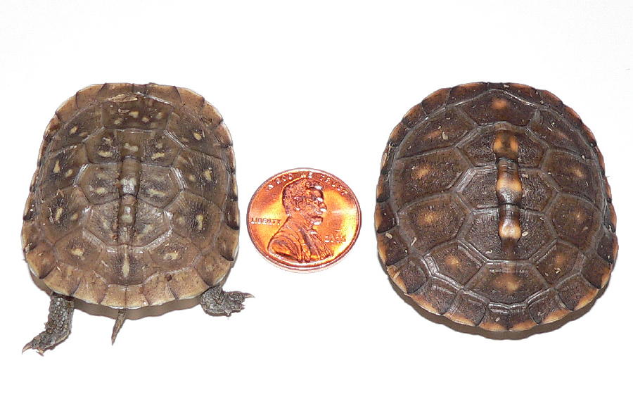 Hatchlings - 3 toed left eastern right comparison pic 1