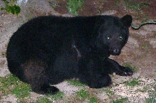 3 Footed Bear Pic