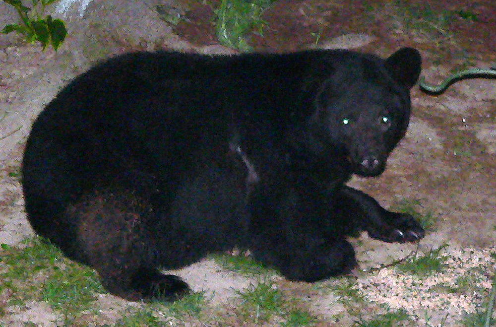 3 Footed Bear Pic
