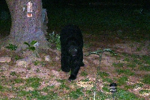 3 Footed Bear In My Yard