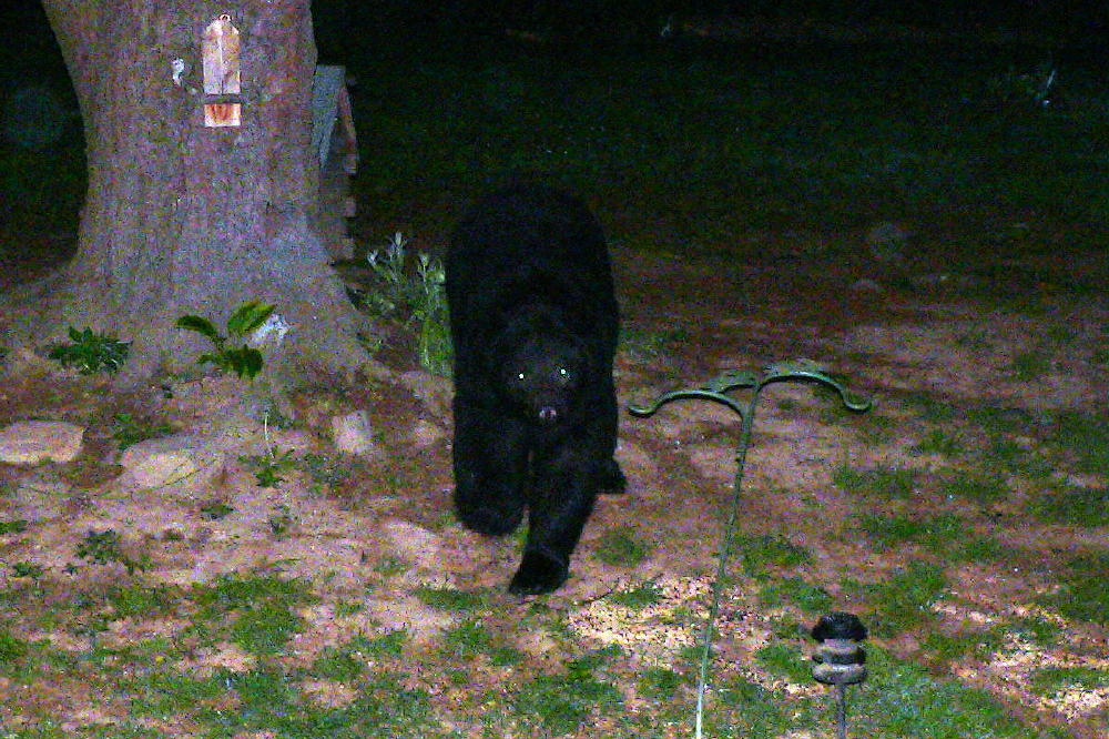 3 Footed Bear In My Yard