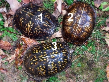 3 Male Box Turtles