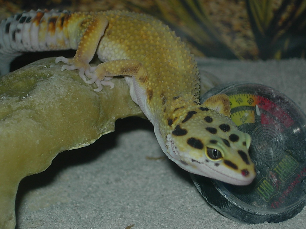 Stretch