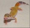 Cheddar