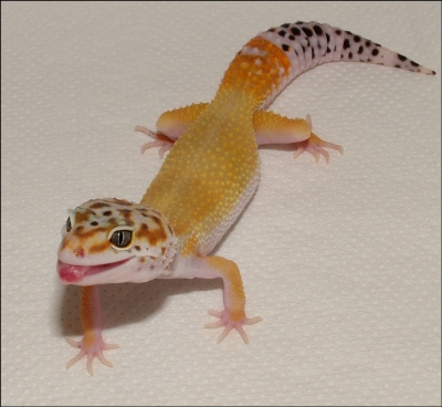 Cheddar