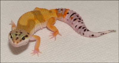 Imp