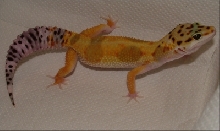 Nougat