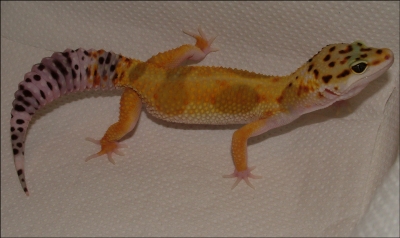 Nougat