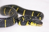 mangrove male cbb