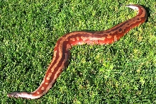 3 year old male brongersmai