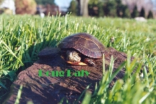 Eastern Painted Turtle