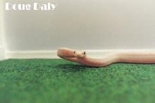 Leucistic Texas Rat Yearling
