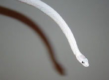Another Baby Leucistic Pic