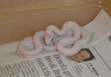 My Baby Leucistic Texas Rat