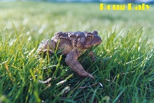 American Toad