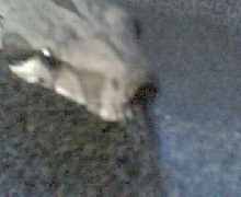 pdjaydiddy@aol.com