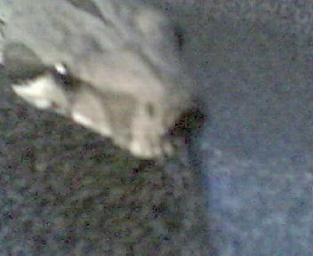 pdjaydiddy@aol.com