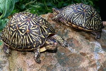 My sub adult Florida Box Turtles