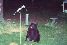 Black Bear Visit