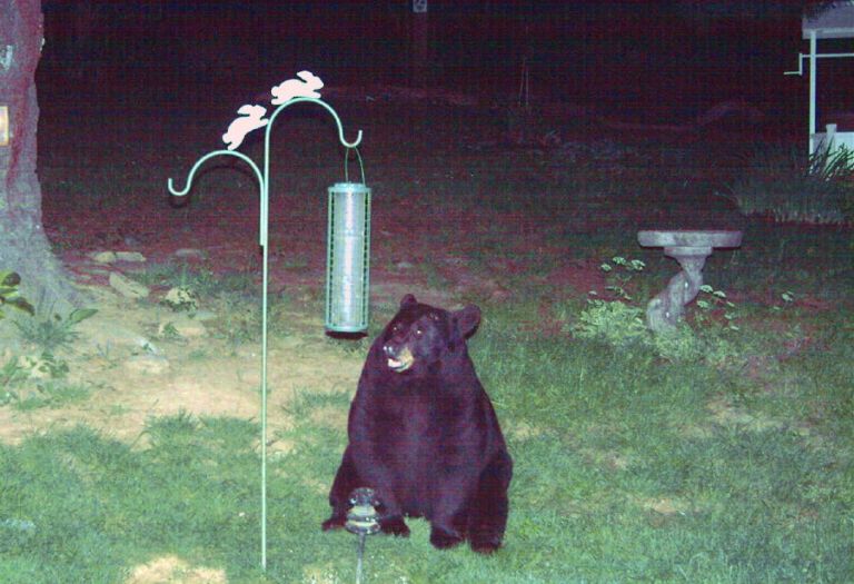 Black Bear Visit