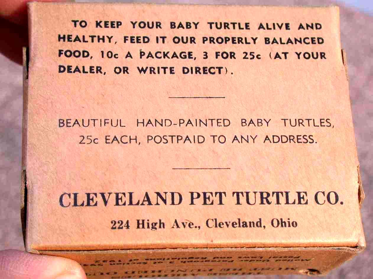 Turtle Shippimg Box