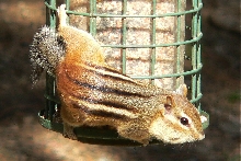 Hungry Chipmunk