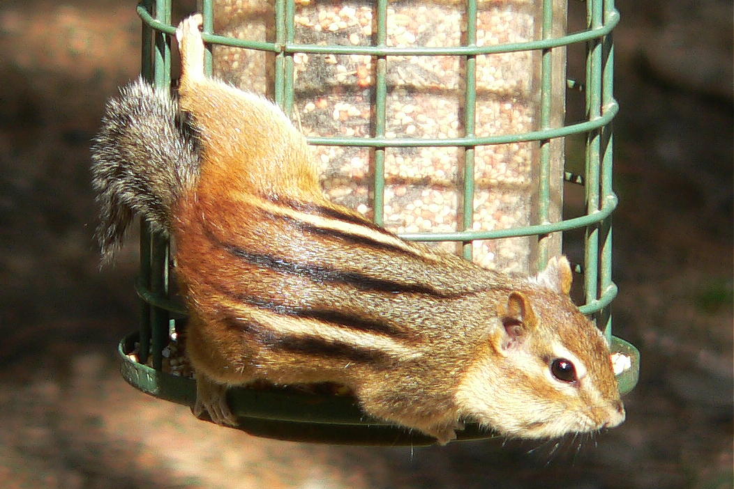 Hungry Chipmunk