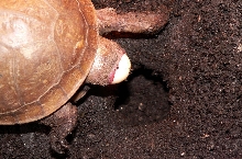 3 Toed Laying Egg 1