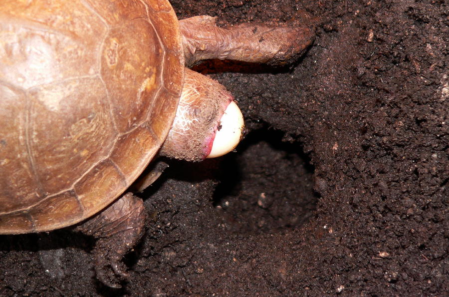 3 Toed Laying Egg 1