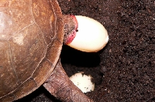 3 Toed Laying eggs 2