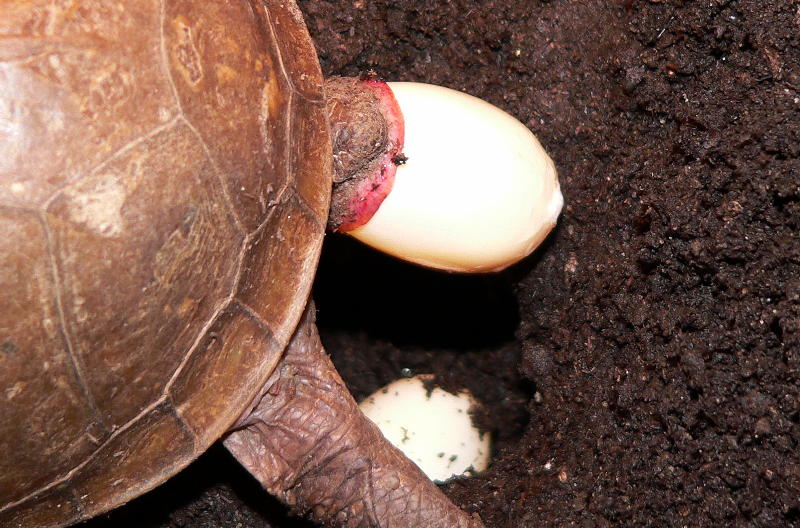 3 Toed Laying eggs 2