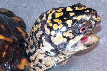 Male Eastern 1