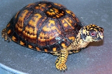 Male Eastern 2