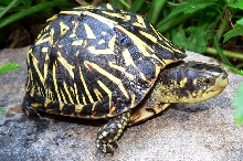 My New Florida Box Turtle Pic 1