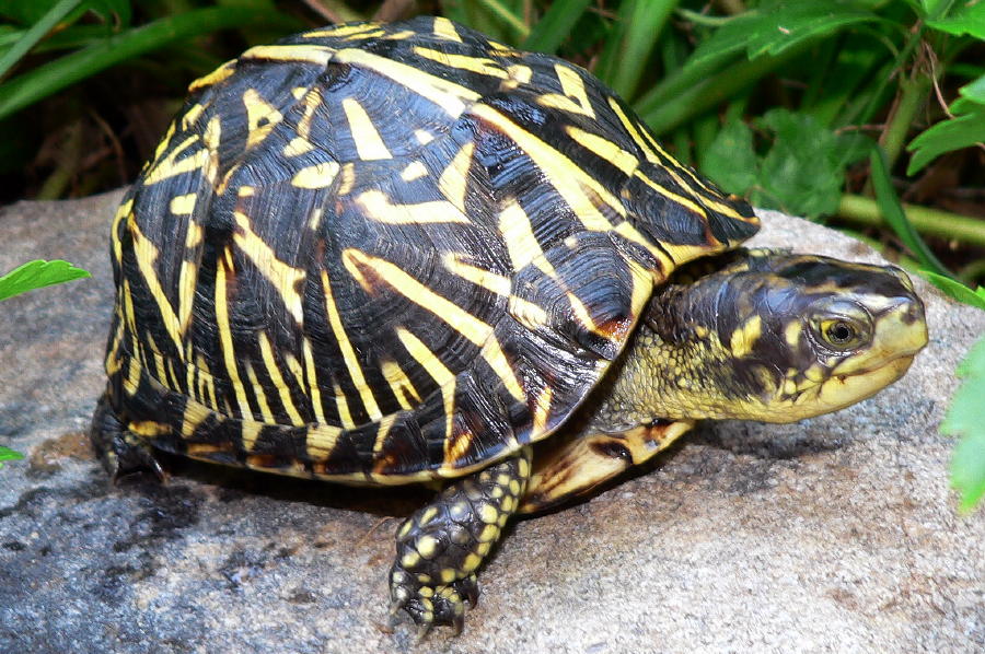 My New Florida Box Turtle Pic 1