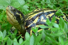 Florida Box Turtle 2