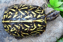 Florida Box Turtle 3