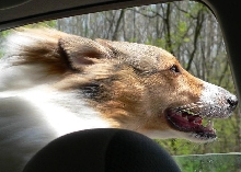 Flying Sheltie Shelly