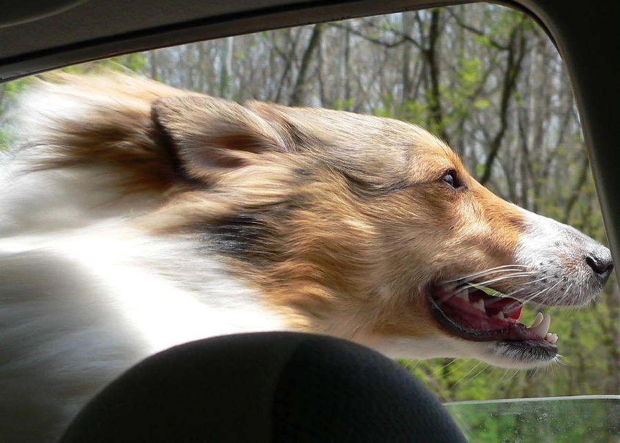 Flying Sheltie Shelly