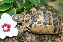 My female Greek eating a treat.