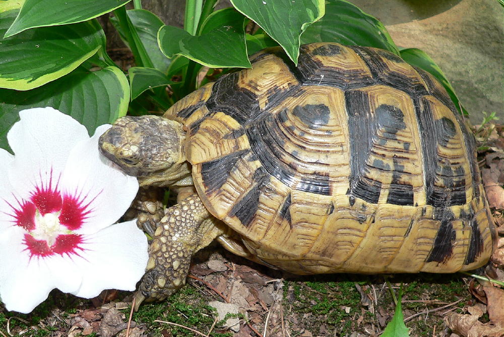My female Greek eating a treat.
