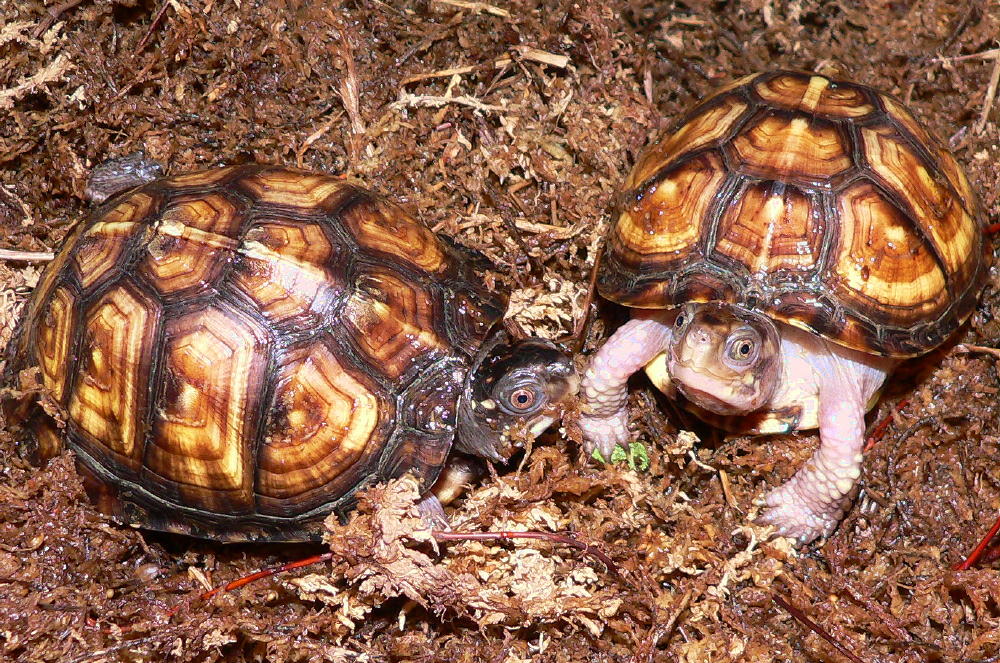 My Gulf Coast Box Turtles