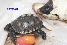 Hatchlling with large yolk sac.