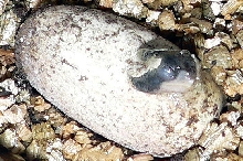 Hatching Egg