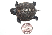 Hatchling Next to Penny