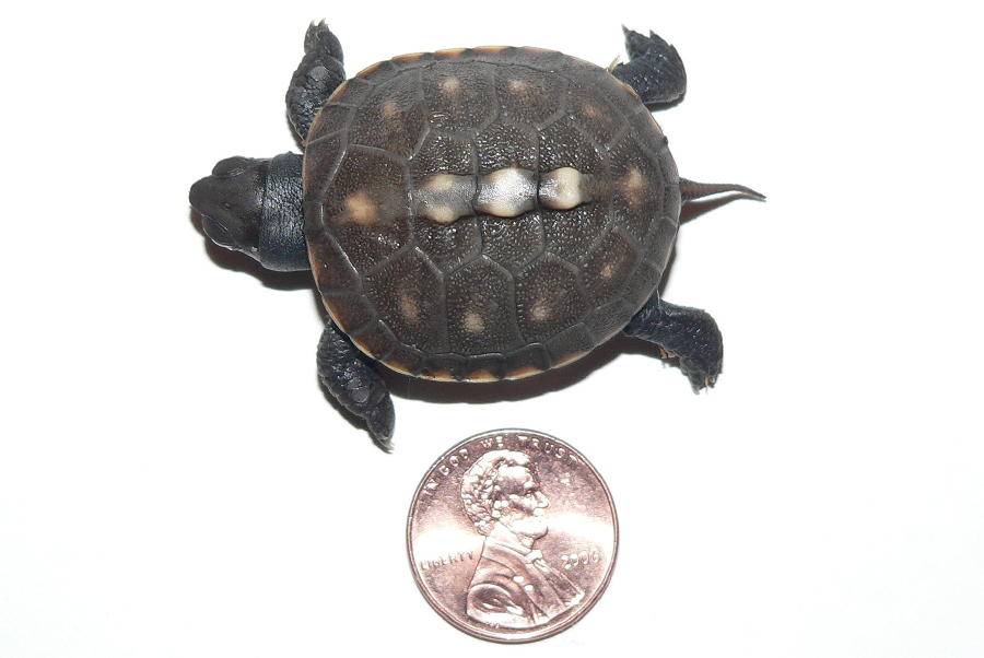 Hatchling Next to Penny